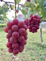 2026年栽培中 お待ちください《シナノスマイル ＆ シャインマスカット》 ３房セット