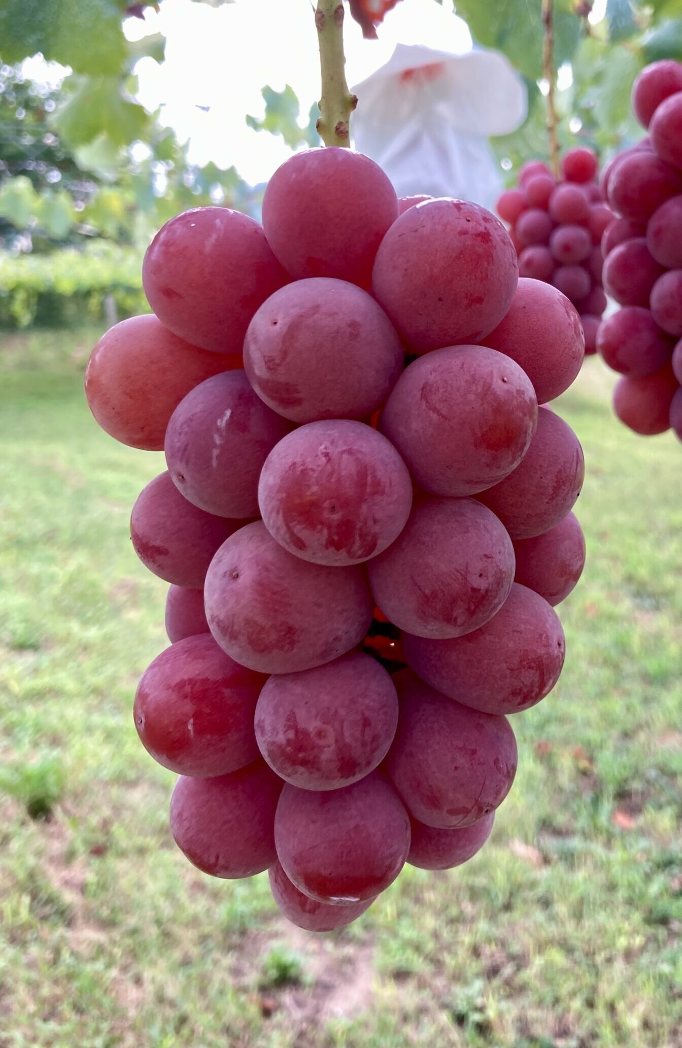 2026年栽培中 お待ちください《シナノスマイル ＆ シャインマスカット》 ３房セット